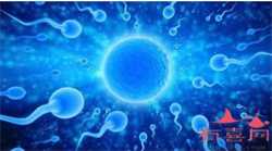 深圳代怀孕产子公司微信，捐卵是从哪里取出卵细胞